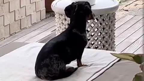 Goofy Dachshund Wiggles Around on Back