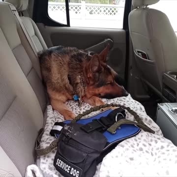 Service dog Virgil compilation