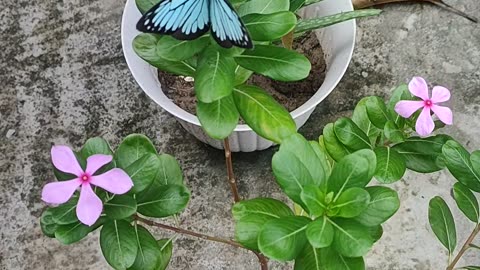 Butterfly taking out Pollen grains from Flowers #SamsadGaming