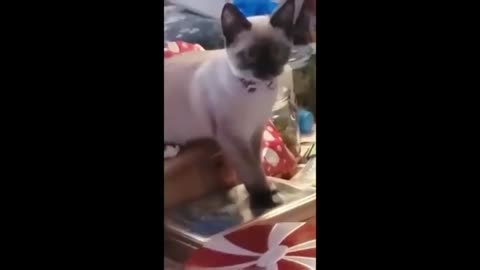 Funny videos cats and dogs