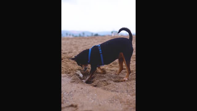 A Dog in a Pet Harness Digging