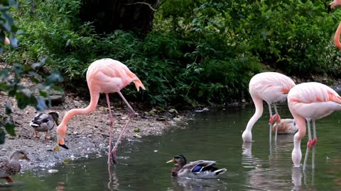 Flamengo pink lovely