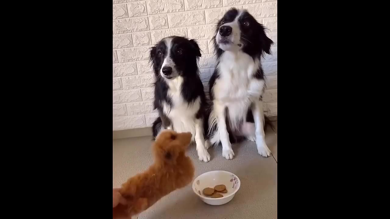 Funny animals 😂😂 video