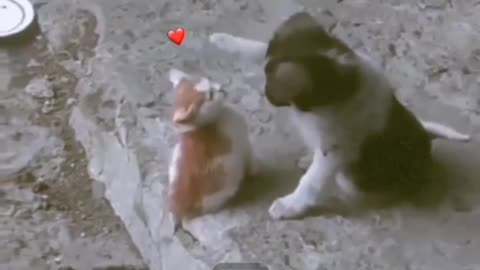 Cat and dog love