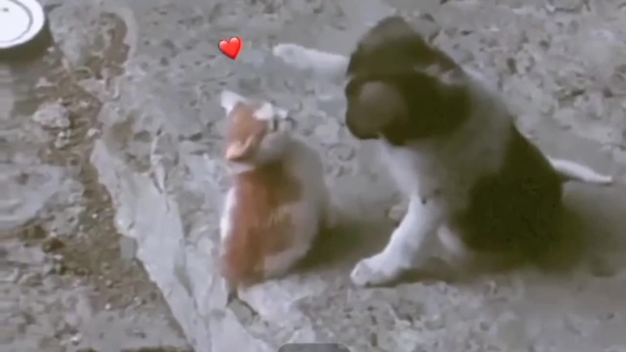 Cat and dog love