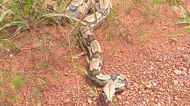 Cobra jiboia de calda vermelha