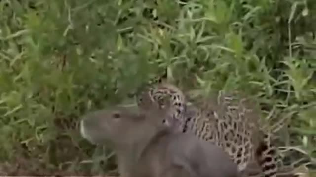 He's the king of the forest. He's good at hunting