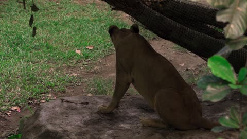 Lioness Under a Tree