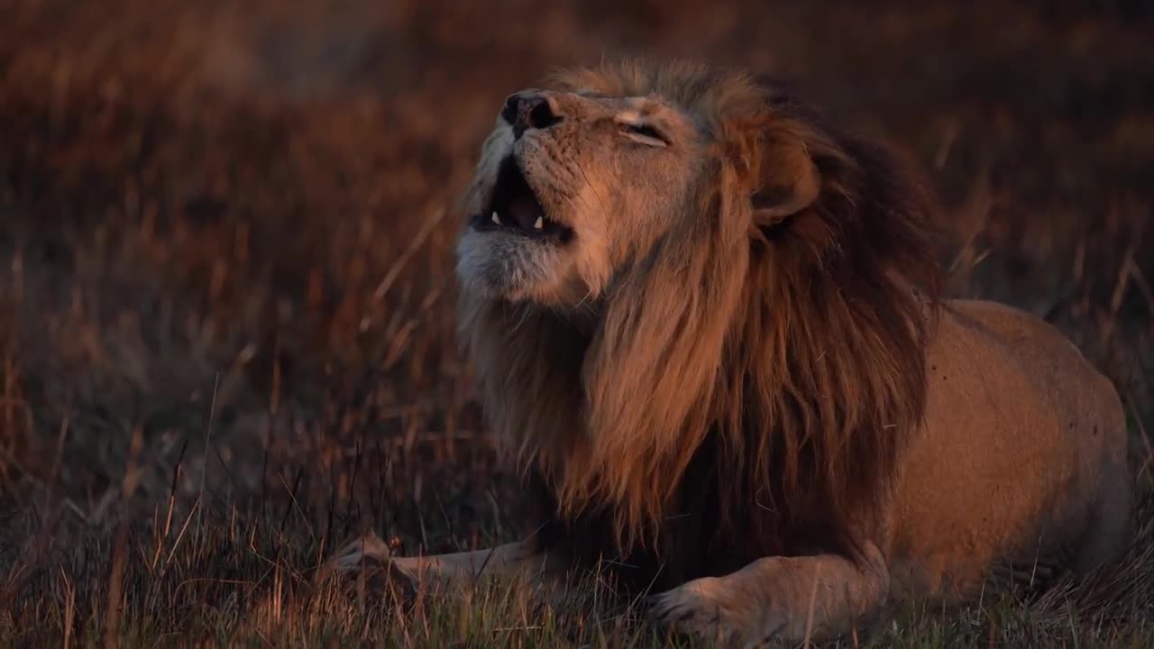 Roaring Lion 'Scarface' - Busanga Plains - Kafue National Park