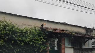 Toucan Searches Nest to Snatch Baby Bird