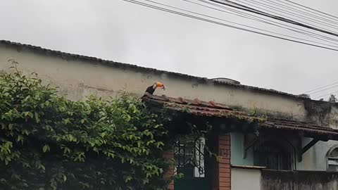 Toucan Searches Nest to Snatch Baby Bird