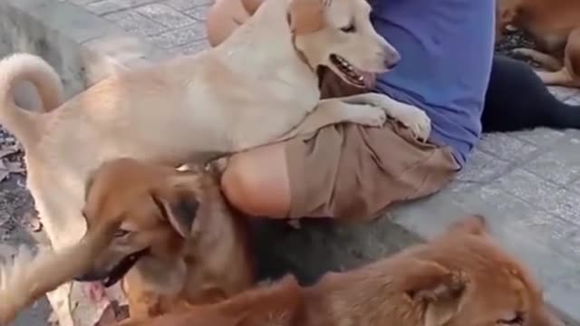Funny And Cute Dogs Will Help Your Life Not Be Boring 🤣 Funniest Dog