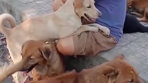 Funny And Cute Dogs Will Help Your Life Not Be Boring 🤣 Funniest Dog