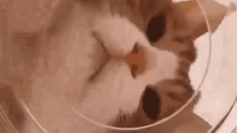 Cute Cat Gif