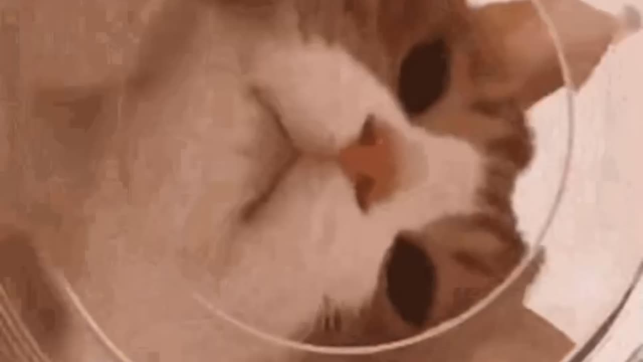 Cute Cat Gif