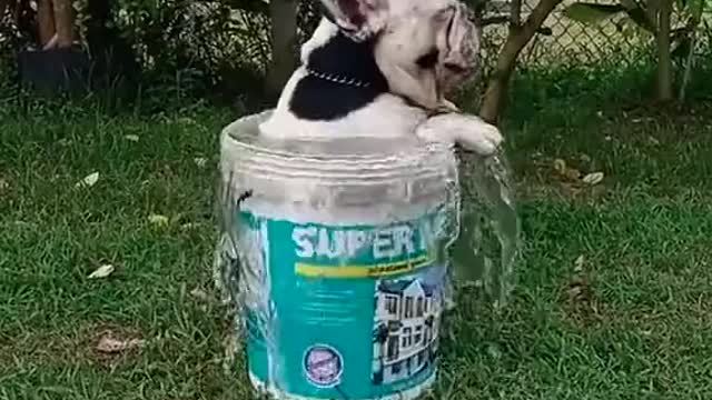 If It Fits, I Sits...😂😜🐶