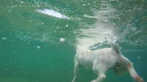 A wonderful dog who can swim very well, it is really fun