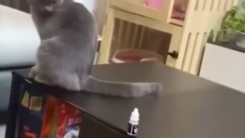 Seeing something on the table bothers them 😂 ! FUNNY CAT VIDEO