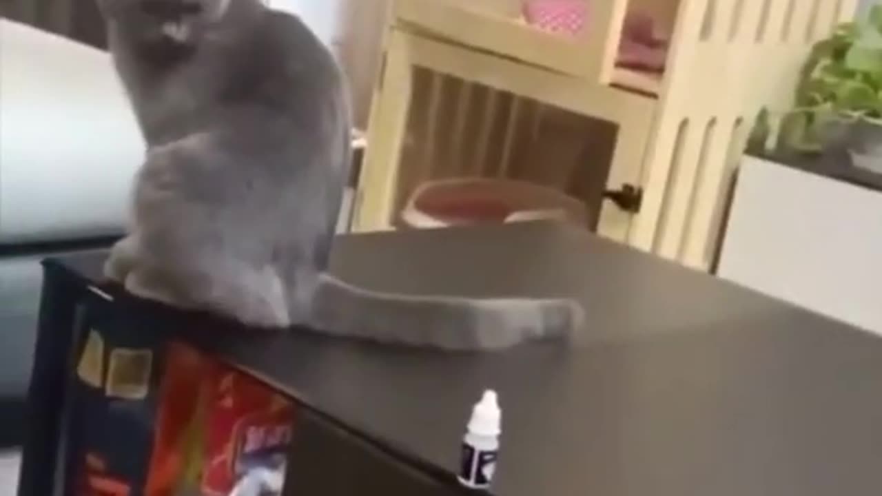 Seeing something on the table bothers them 😂 ! FUNNY CAT VIDEO