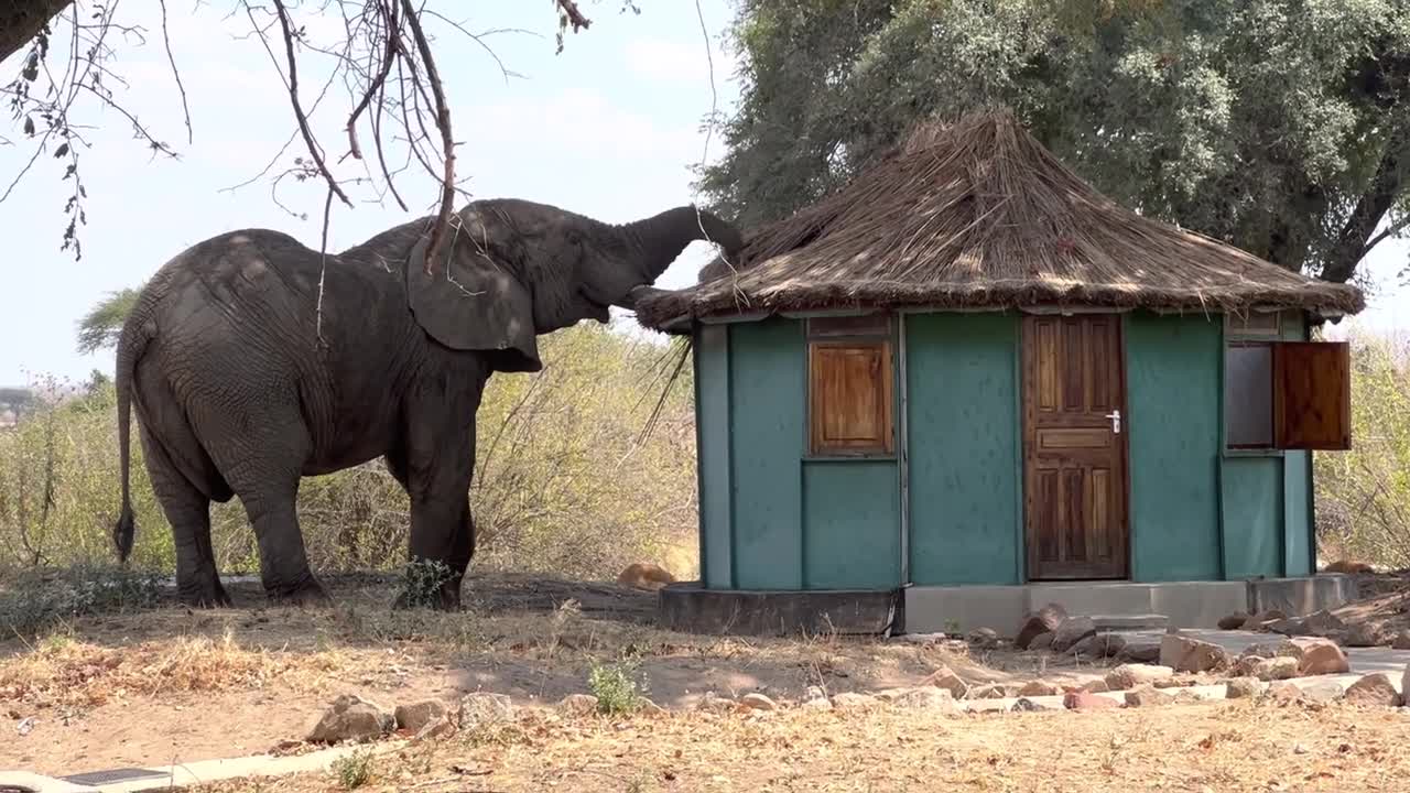 African Elephants - Ruaha National Park - Iringa - Tanzania - Elephant reaches for sweet treat!