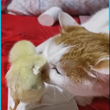 Cat chat 🐱 vs oiseau 🐦