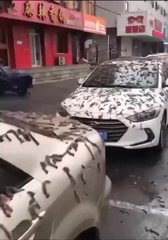 MEANWHILE IN CHYNA IT’S RAINING🪱 WORMS