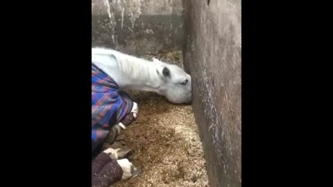 Cute And Funny Horse Videos Compilation cute moment of the horses - Funny Horses #1