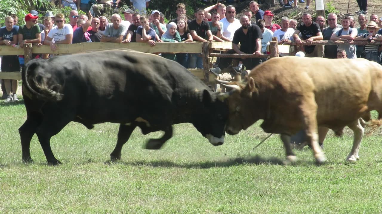 Zlatko od Farme Fis vs Brijezonja od Ormanovića Kruščica 2024