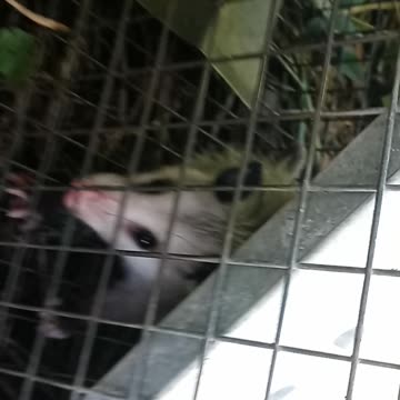 Caught a baby Opossum
