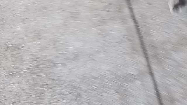 Neighbors dog.