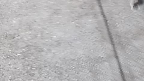 Neighbors dog.