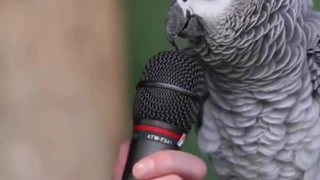 Almost all animal sounds parrot mimic