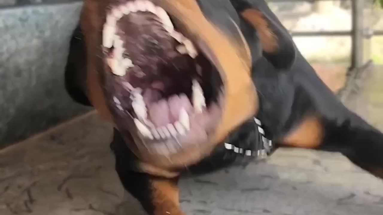 Angry dog barking #viral #dog #rottweiler #shorts #trending