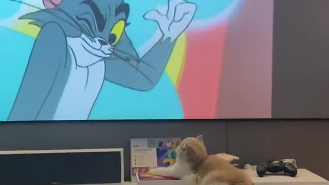 What can a kitten think Just love to watch cartoons