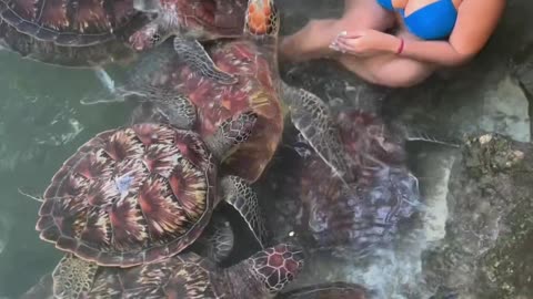 Seychelles Turtles 🐢