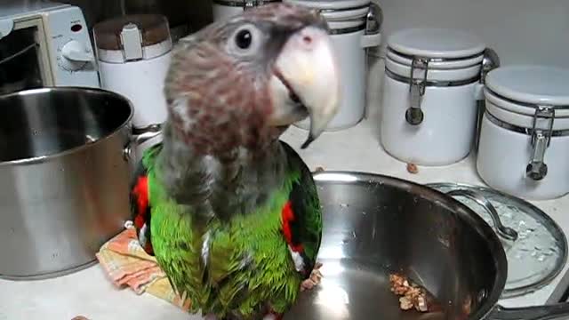 Frank Parrot Having a good time On Pot