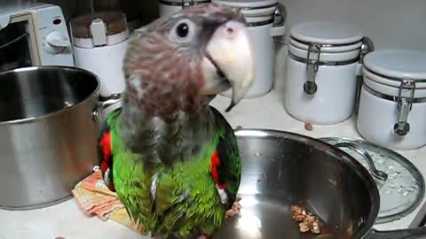 Frank Parrot Having a good time On Pot