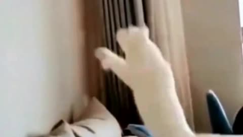Cute kungfu cat