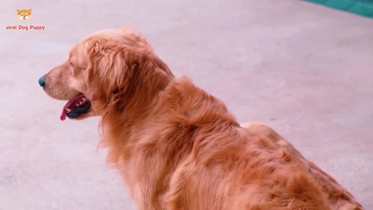 Animal Footage - Dogs and Puppies Beautiful Scenes