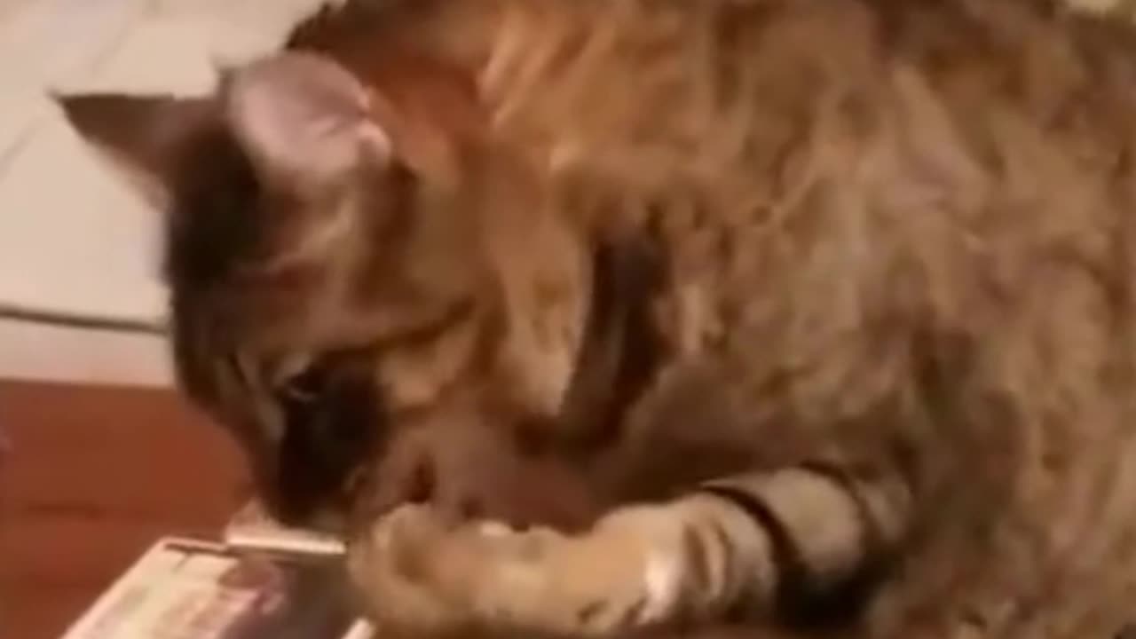 Funniest animals 😂Cat drink water funny