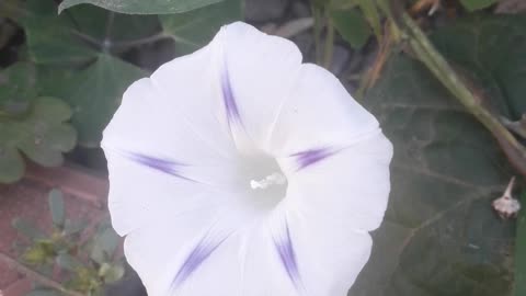 Morning Glory and leaves