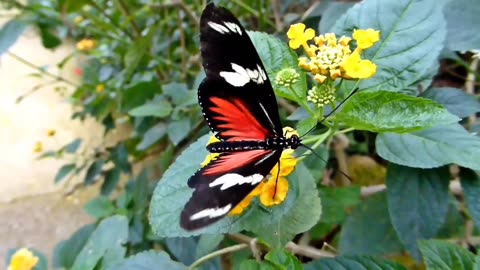 Beautiful butterfly