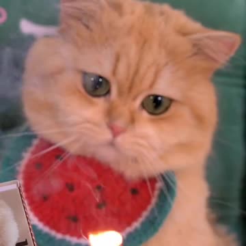 What did popcorn experience #Cat's confusing behavior