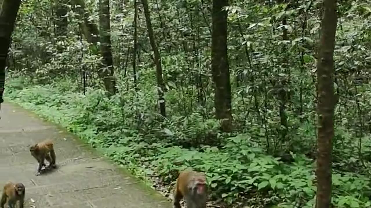 Funny Monkey