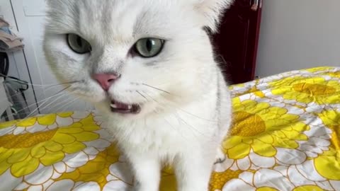 Kitten singing