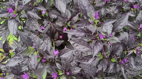 A Look At What Midwest Midnight Orange Peppers Look Like