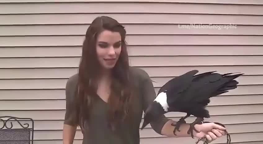 Ravens can imitate human speech very well.