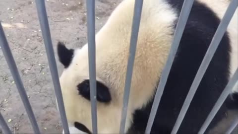 Funny panda video