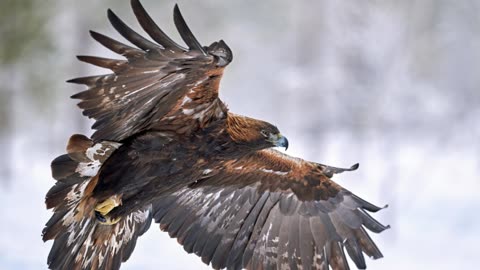The Golden Eagle: Close Up HD Footage (Aquila chrysaetos)