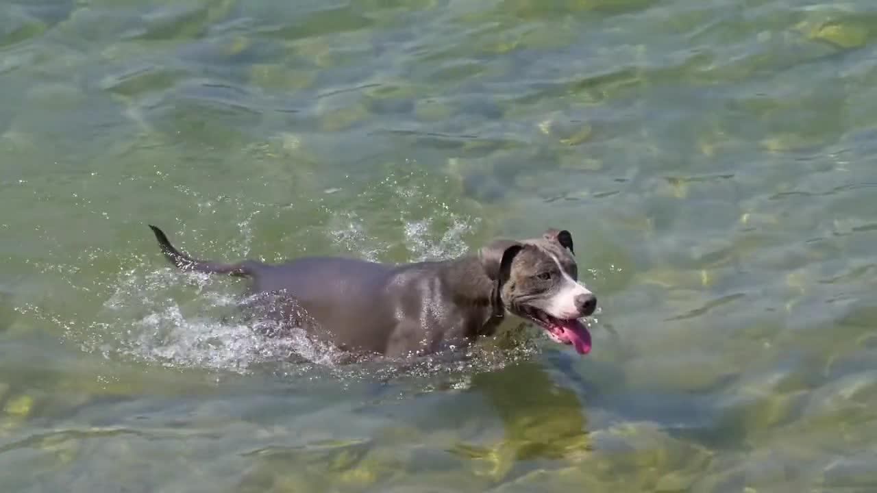 Dog swimming and enjoying in fresh water